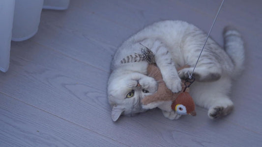 Spokey Flapping Cat Toy